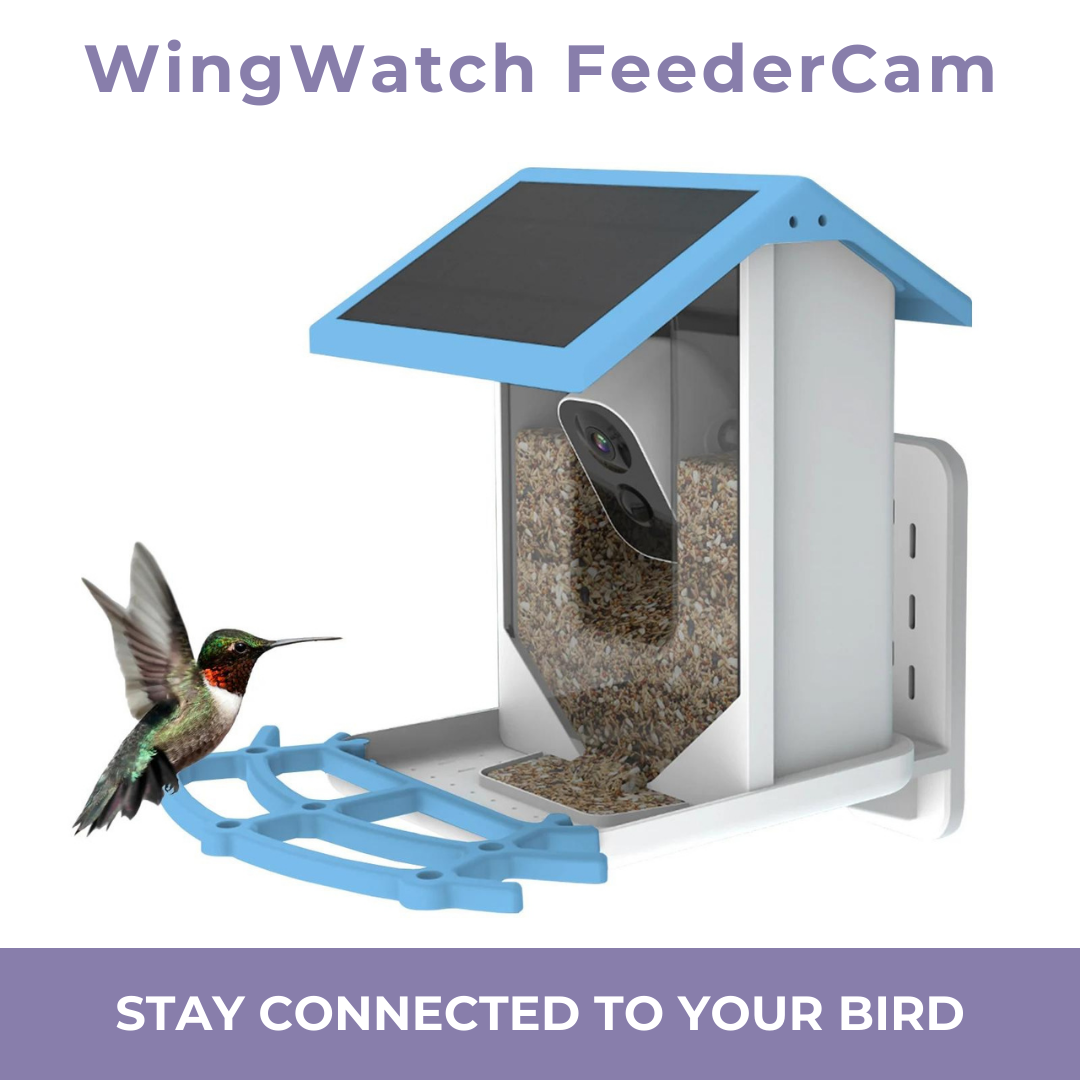 WingWatch FeederCam